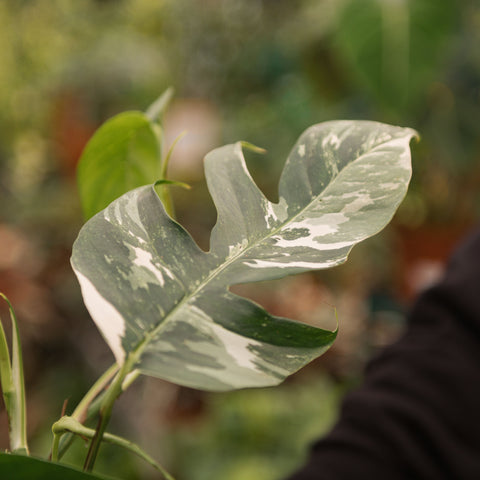 Simegarden Epipremnum pinnatum variegata 13 cm
