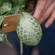 Simegarden Episcia 12 cm