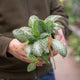 Simegarden Episcia 12 cm