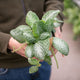 Simegarden Episcia 12 cm