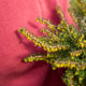 Simegarden Erica darleyensis 11 cm