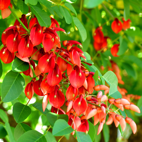 Simegarden Erythrina crista-galli 7 cm