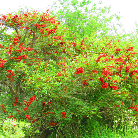 Simegarden Erythrina crista-galli 7 cm