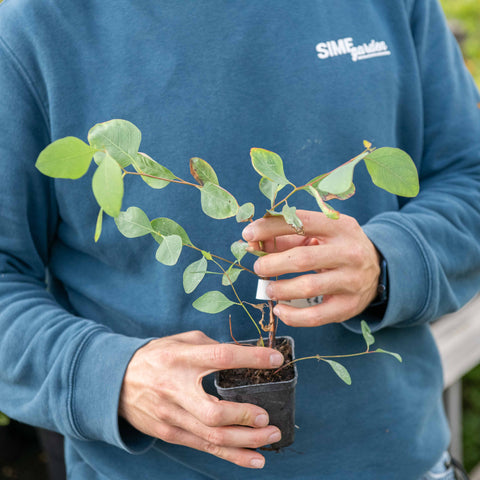 Simegarden Eucalyptus populnea 7 cm