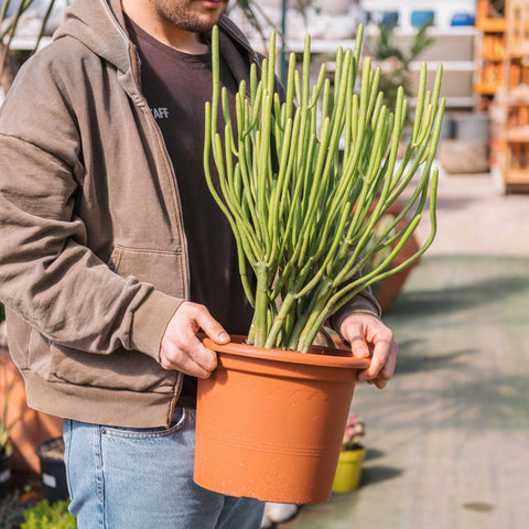 Simegarden Euphorbia cedrorum 24 cm