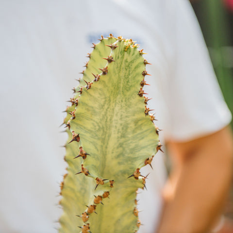 Simegarden Euphorbia ingens variegata 17 cm