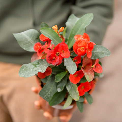 Simegarden Euphorbia milii 14 cm / Rosso