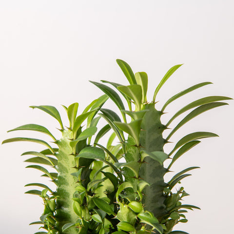 Simegarden Euphorbia trigona Green