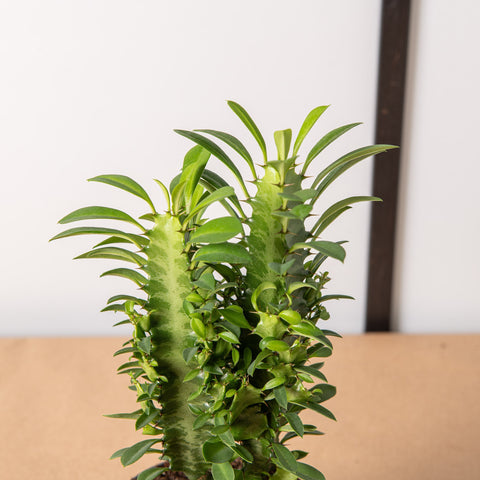 Simegarden Euphorbia trigona Green