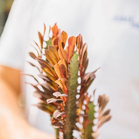 Simegarden Euphorbia trigona rubra 12 cm