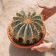 Simegarden Ferocactus glaucescens