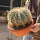 Simegarden Ferocactus glaucescens