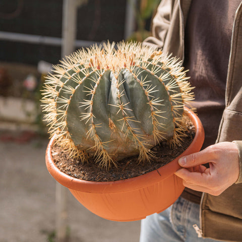 Simegarden Ferocactus glaucescens