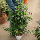 Simegarden Ficus benjamin Danielle 22 cm