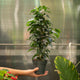 Simegarden Ficus benjamin Danielle