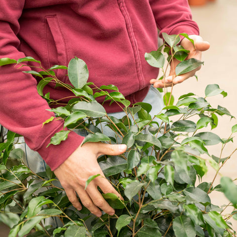 Simegarden Ficus benjamin Danielle