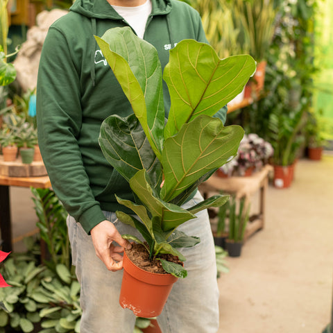 Simegarden Ficus lyrata 17 cm