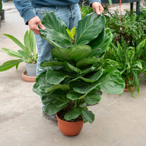 Simegarden Ficus lyrata 22 cm - alto