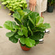 Simegarden Ficus lyrata 22 cm - ciotola