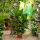 Simegarden Ficus lyrata 35 cm