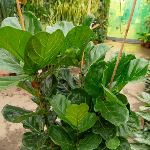 Simegarden Ficus lyrata