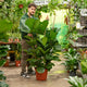 Simegarden Ficus lyrata