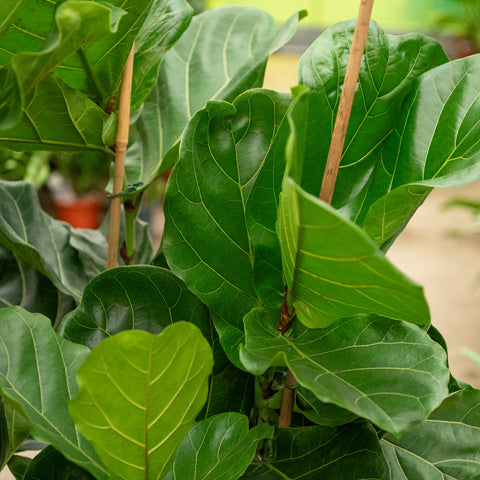 Simegarden Ficus lyrata