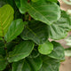 Simegarden Ficus lyrata