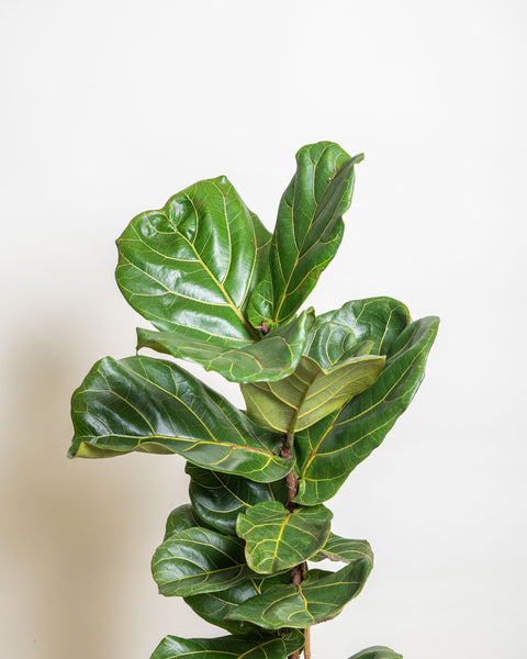 Simegarden Ficus Lyrata bambino grande 21 cm