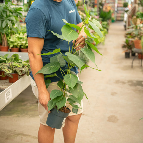 Simegarden Ficus religiosa 17 cm