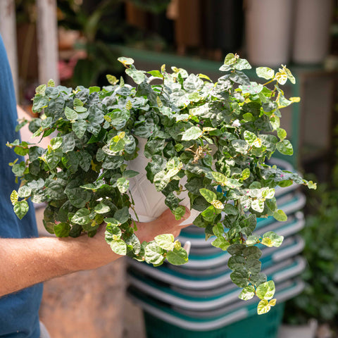 Simegarden Ficus repens 19 cm