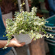 Simegarden Ficus repens Variegato 19 cm