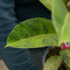 Simegarden Ficus shivereana 17 cm