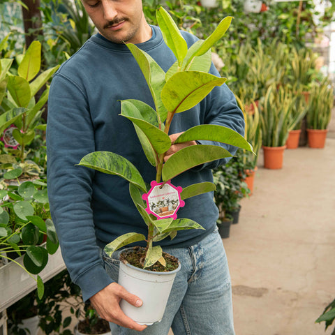 Simegarden Ficus shivereana 17 cm