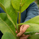 Simegarden Ficus shivereana 17 cm