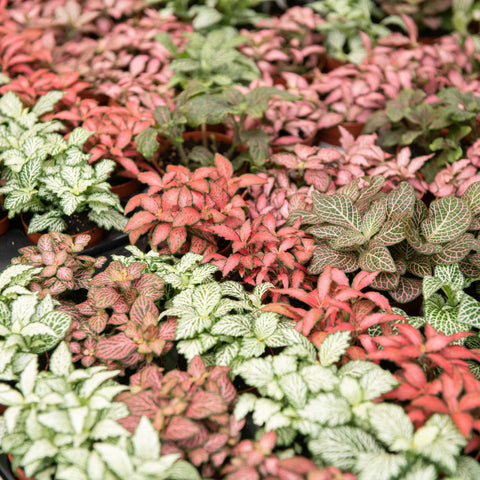 Simegarden Fittonia 8.5 cm