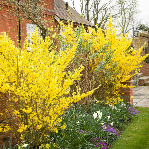 Simegarden Forsythia intermedia 24 cm