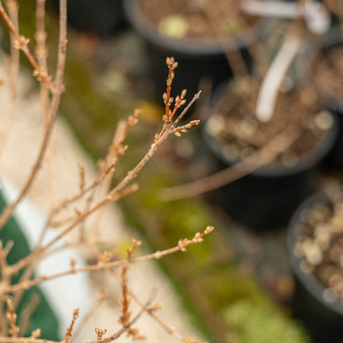 Simegarden Forsythia intermedia 24 cm