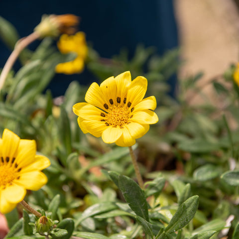 Simegarden Gazania del capo 15 cm