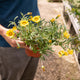 Simegarden Gazania del capo 15 cm