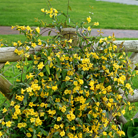 Simegarden Gelsomino della Carolina 15 cm