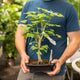 Simegarden Ginkgo biloba bonsai 19.5 cm / Blu notte