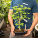 Simegarden Ginkgo biloba bonsai 19.5 cm / Blu notte