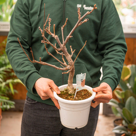 Simegarden Glicine bonsai 20 cm