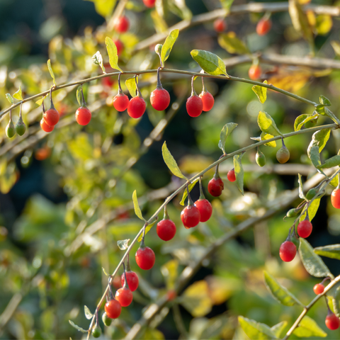 Simegarden Goji rosso 12 cm