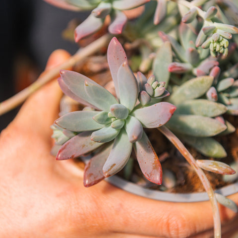 Simegarden Graptosedum 'Darley sunshine" 15 cm