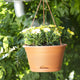 Simegarden Green basics hanging basket