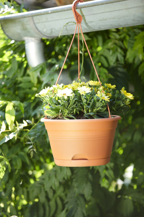 Simegarden Green basics hanging basket