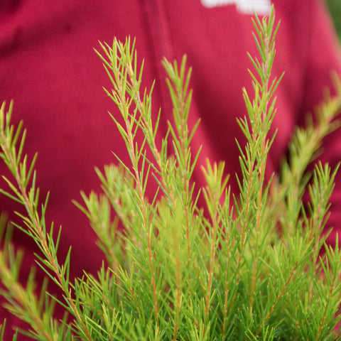 Simegarden Grevillea juniperina