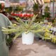 Simegarden Grevillea lanigera Tamboritha 15 cm